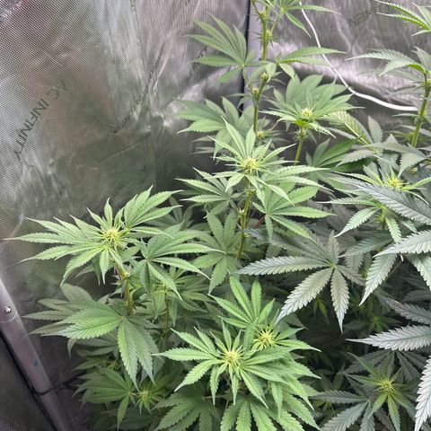 Sour Diesel - ILGM growlog timeline photo