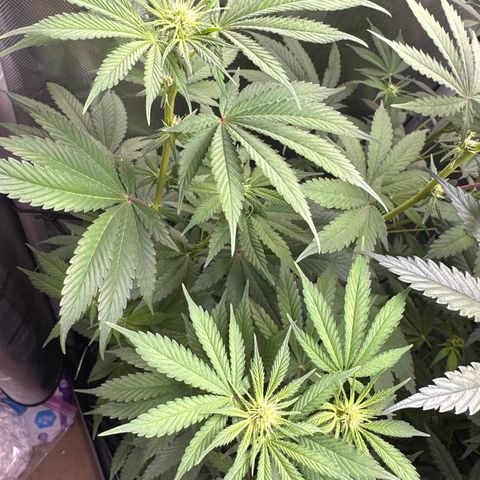 Sour Diesel - ILGM growlog timeline photo