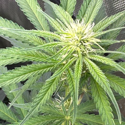 Sour Diesel - ILGM growlog timeline photo