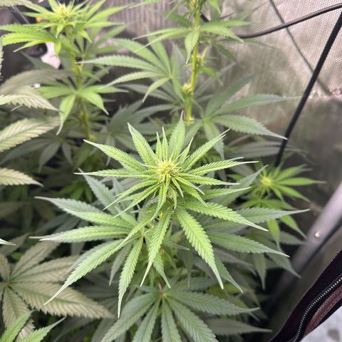 Sour Diesel - ILGM growlog timeline photo