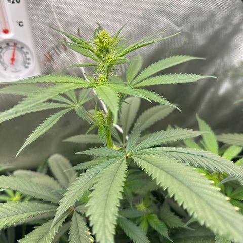 Cookies & Cream - ILGM growlog timeline photo