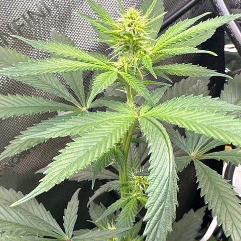 Cookies & Cream - ILGM growlog timeline photo