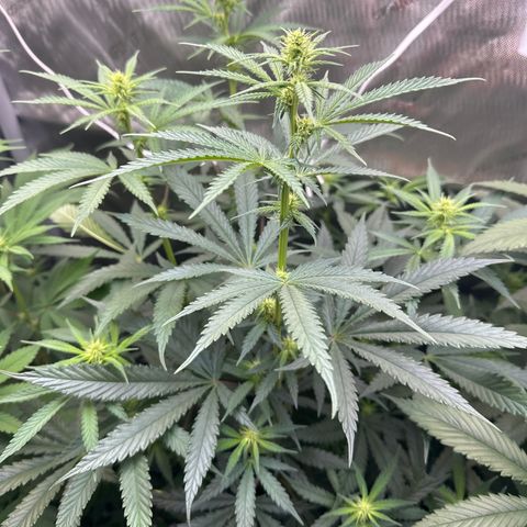 Cookies & Cream - ILGM growlog timeline photo