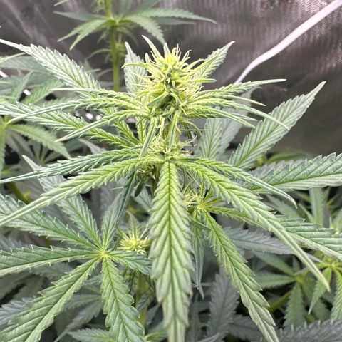 Cookies & Cream - ILGM growlog timeline photo