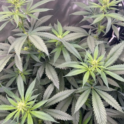 Cookies & Cream - ILGM growlog timeline photo