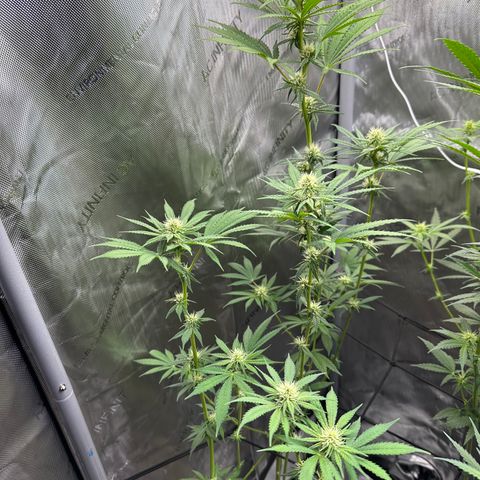 Sour Diesel - ILGM growlog photo: Defolianted 