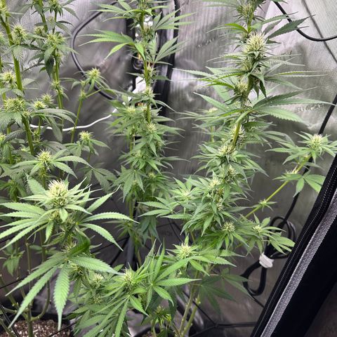 Sour Diesel - ILGM growlog timeline photo