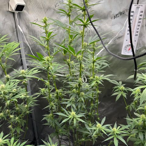 Cookies & Cream - ILGM growlog photo: Defoliated