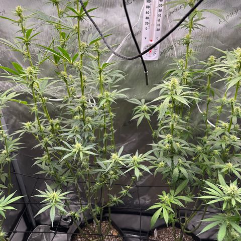 Cookies & Cream - ILGM growlog photo: Defoliated