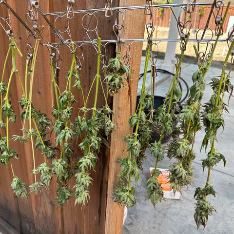 Bruce Banner Autoflower - ILGM growlog timeline photo