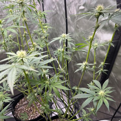 Sweet Tooth - ILGM growlog timeline photo