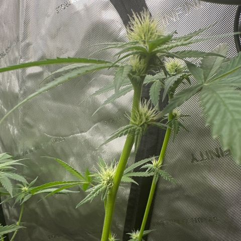 Sweet Tooth - ILGM growlog timeline photo