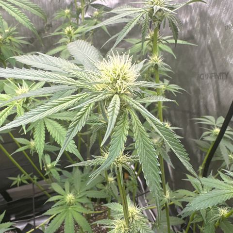Sweet Tooth - ILGM growlog timeline photo