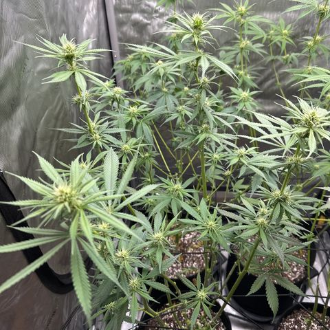 Cherry Pie - ILGM growlog timeline photo