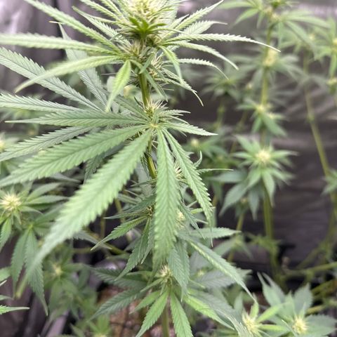 Cherry Pie - ILGM growlog timeline photo