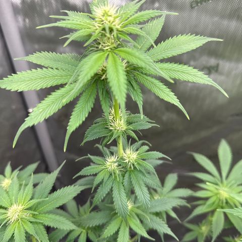 Cherry Pie - ILGM growlog timeline photo