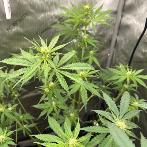 Cherry Pie - ILGM growlog timeline photo