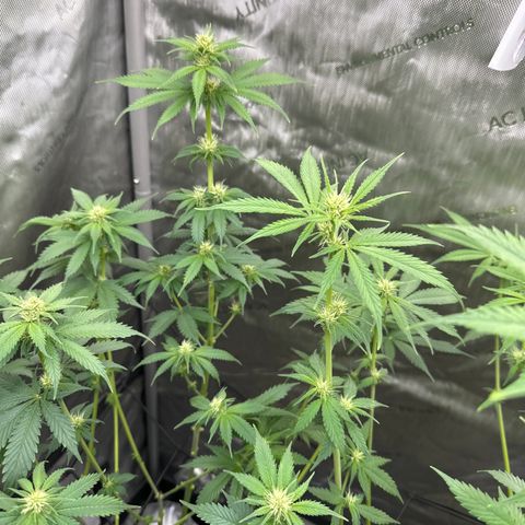 Cherry Pie - ILGM growlog timeline photo