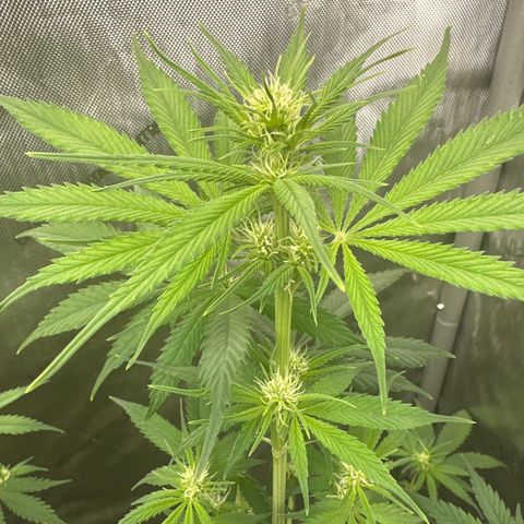 Cherry Pie - ILGM growlog timeline photo