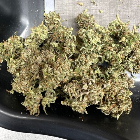 Bruce Banner Autoflower - ILGM growlog photo: 28.3 grams off 2 plants grown in 2 gal fabric pots. Looks and smells like fire.. I'll update after 2 week Cure in Grove bag 