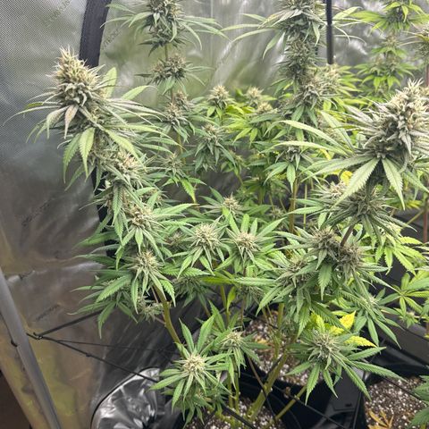 Cherry Pie - ILGM growlog timeline photo