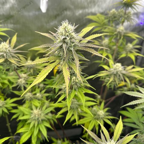 Cherry Pie - ILGM growlog timeline photo
