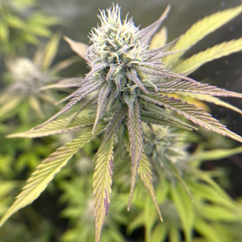 Cherry Pie - ILGM growlog timeline photo