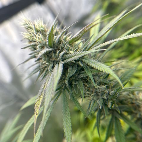 Cherry Pie - ILGM growlog timeline photo