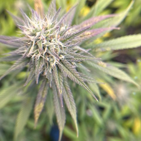 Cherry Pie - ILGM growlog timeline photo