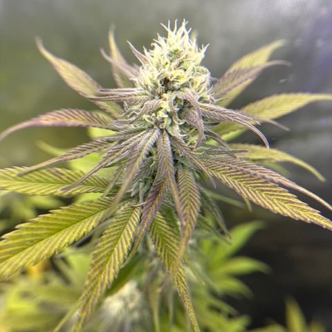 Cherry Pie - ILGM growlog timeline photo