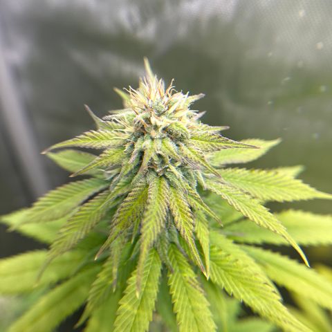 Cherry Pie - ILGM growlog timeline photo