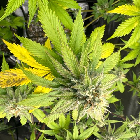Cherry Pie - ILGM growlog timeline photo