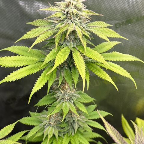 Cherry Pie - ILGM growlog timeline photo