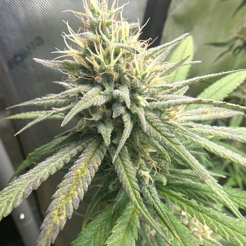 Cherry Pie - ILGM growlog timeline photo