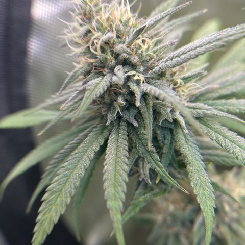 Cherry Pie - ILGM growlog timeline photo