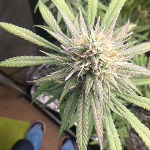 Cherry Pie - ILGM growlog timeline photo