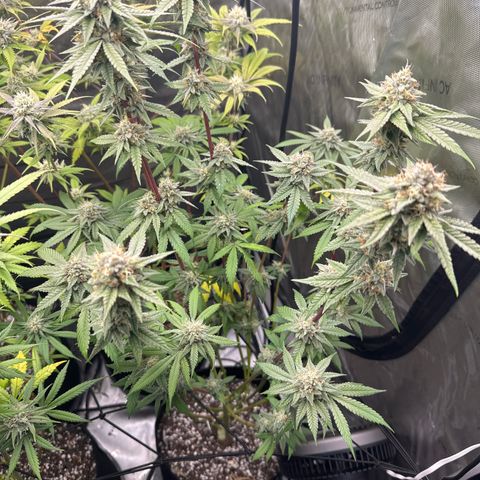 Sweet Tooth - ILGM growlog timeline photo