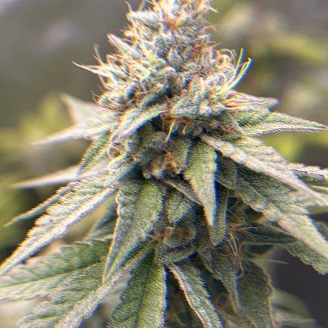 Sweet Tooth - ILGM growlog timeline photo