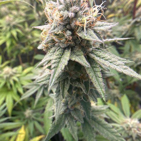 Sweet Tooth - ILGM growlog timeline photo