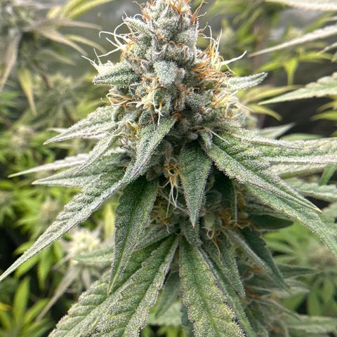 Sweet Tooth - ILGM growlog timeline photo