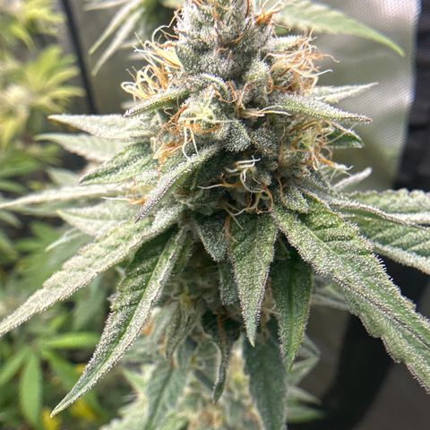 Sweet Tooth - ILGM growlog timeline photo