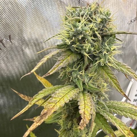 Cookies & Cream - ILGM growlog timeline photo