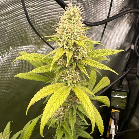 Cookies & Cream - ILGM growlog timeline photo