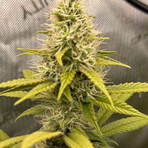 Cookies & Cream - ILGM growlog timeline photo