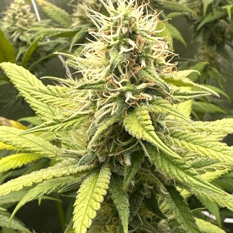 Cookies & Cream - ILGM growlog timeline photo