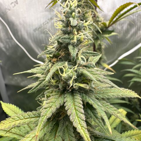 Cookies & Cream - ILGM growlog timeline photo