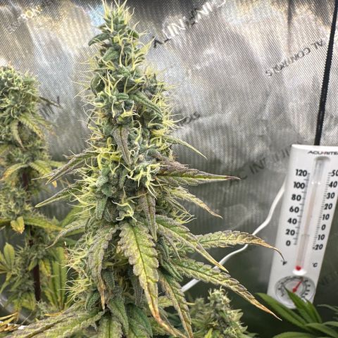Cookies & Cream - ILGM growlog timeline photo