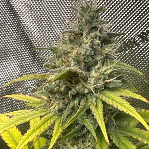 Sour Diesel - ILGM growlog timeline photo