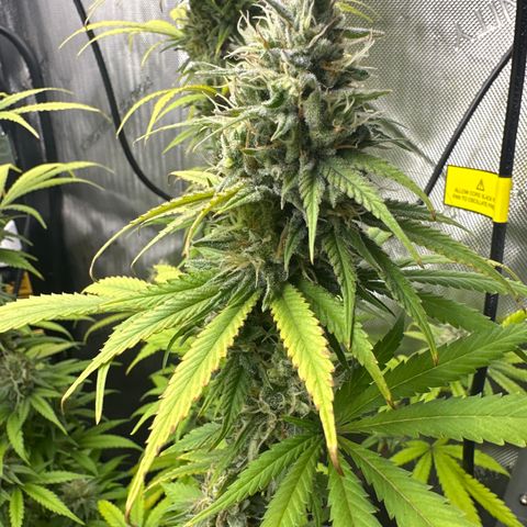 Sour Diesel - ILGM growlog timeline photo