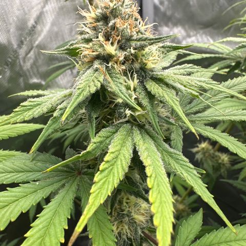Sour Diesel - ILGM growlog timeline photo